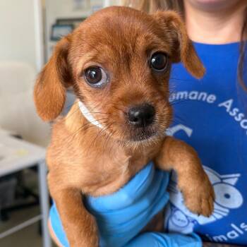 Liesl -  Chihuahua and Shih Tzu Dog for Adoption in Nashville, Tennessee - Liesl | PetCurious