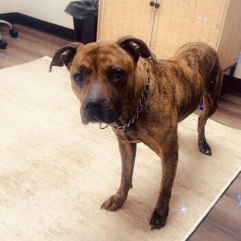 Roxie - Home to Home -  Pit Bull Terrier Dog for Adoption in South Elgin, Illinois - Roxie - Home To Home | PetCurious