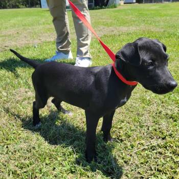Rescue Black Labrador Retriever and Pit Bull Terrier Dogs for Adoption in New Orleans, Louisiana - Lanie | PetCurious