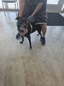 Rescue Mixed Breed Dogs for Adoption in Fort Worth, Texas - Kendrick | PetCurious