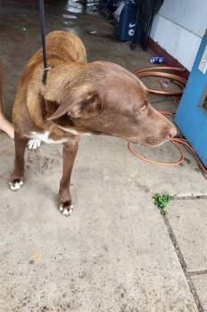 Labrador Retriever Dogs Available for Adoption in San Antonio, Texas - COFFEE | PetCurious