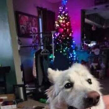 Shepherd Dogs Available for Adoption in Van Horne, Iowa - Sasha *Courtesy Listing* | PetCurious