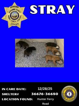 Pit Bull Terrier Dogs Available for Adoption - Chevy | PetCurious