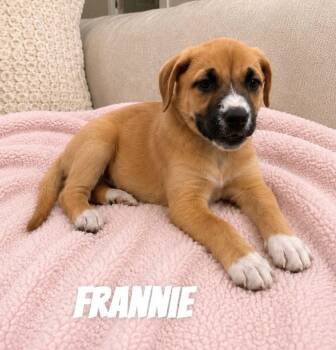 Frannie SS in MS -  Mixed Breed Dog for Adoption in Warwick, Rhode Island - Frannie SS In MS | PetCurious