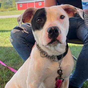 Rescue Pit Bull Terrier Dogs for Adoption in Midland, Michigan - Stanley | PetCurious