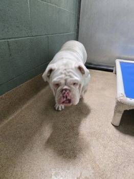 Powderpuff -  English Bulldog Dog for Adoption in Oakland, California - Powderpuff | PetCurious