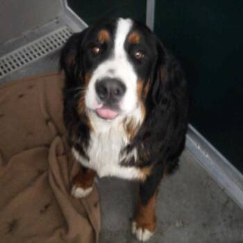 Everest (BC-Stray-32796) CLARA on FB -  Bernese Mountain Dog Dog for Adoption in Idaho Falls, Idaho - Everest (BC-Stray-32796) CLARA On FB | PetCurious