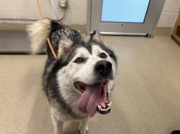 STORMY -  Siberian Husky and Mixed Breed Dog for Adoption in Grand Prairie, Texas - STORMY | PetCurious