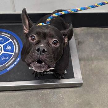Gloria -  Terrier Dog for Adoption in Tampa, Florida - Gloria | PetCurious