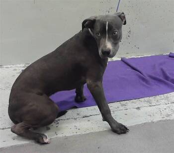 BELLA -  Staffordshire Bull Terrier and Mixed Breed Dog for Adoption in Houston, Texas - BELLA | PetCurious