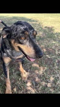 Ridge -  Catahoula Leopard Dog Dog for Adoption - Ridge | PetCurious