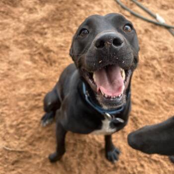 Kaymia -  Labrador Retriever and Mixed Breed Dog for Adoption in Salt Lake City, Utah - Kaymia | PetCurious