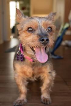 Yorkshire Terrier Dogs Available for Adoption - Rosie | PetCurious