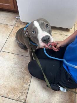Kesha -  Mixed Breed Dog for Adoption in Cincinnati, Ohio - Kesha | PetCurious
