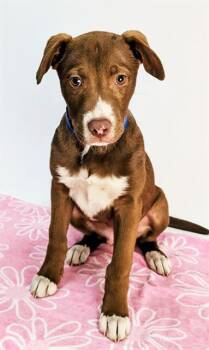 Pit Bull Terrier and Mixed Breed Dogs Available for Adoption in Thousand Palms, California - MOOSE | PetCurious