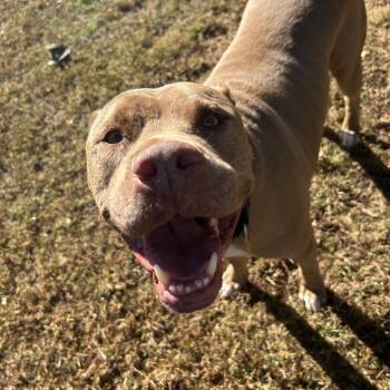 Rescue Mixed Breed Dogs for Adoption in Auburn, Alabama - Sprite | PetCurious