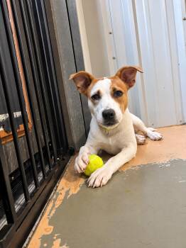Amanda -  Pit Bull Terrier Dog for Adoption in Pembroke, Massachusetts - Amanda | PetCurious
