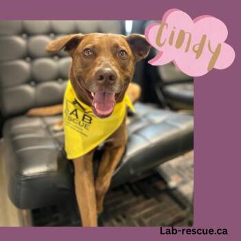Rescue Chocolate Labrador Retriever and English Pointer Dogs for Adoption in Oakville, Ontario - Cindy | PetCurious