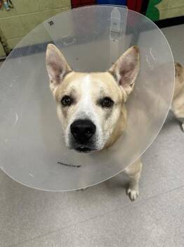 Rescue Anatolian Shepherd and Mixed Breed Dogs for Adoption in Indianapolis, Indiana - KING | PetCurious