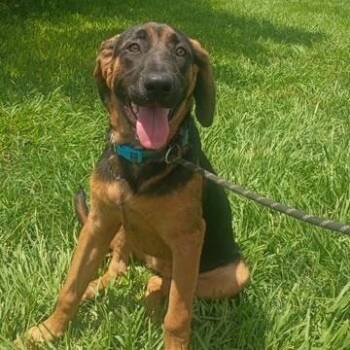 Blossom - Floppy Ears and a Gentle Soul -  Bloodhound Dog for Adoption in Houston, Texas - Blossom - Floppy Ears And A Gentle Soul | PetCurious