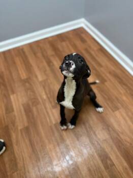Thor -  Terrier and Hound Dog for Adoption in Lovingston, Virginia - Thor | PetCurious