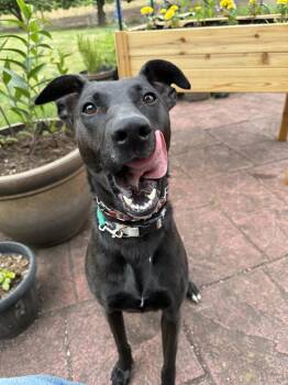 Rescue Shepherd Dogs for Adoption in Alameda, California - Charli | PetCurious