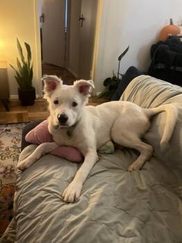 Rescue Border Collie and Labrador Retriever Dogs for Adoption in New York, New York - Aslan | PetCurious