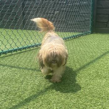 Miss Thang 3321 -  Shih Tzu Dog for Adoption in Loxahatchee Groves, Florida - Miss Thang 3321 | PetCurious