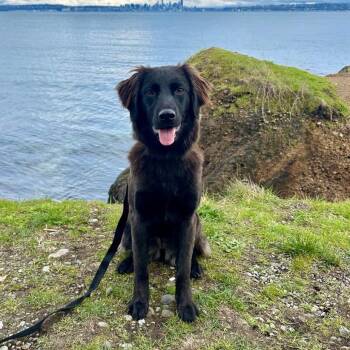 Raisin -  Golden Retriever and Border Collie Dog for Adoption in The Woodlands, Texas - Raisin | PetCurious