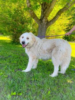 Great Pyrenees Dogs Available for Adoption in Murray, Kentucky - Snow | PetCurious