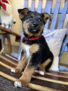 Zeus -  German Shepherd Dog Dog for Adoption in Pleasant Hill, California - Zeus | PetCurious
