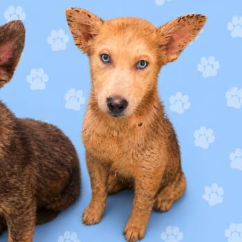 Mixed Breed Dogs Available for Adoption in Memphis, Tennessee - Stripe | PetCurious