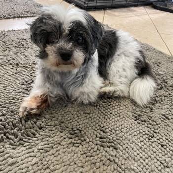 Pands -  Shih Tzu Dog for Adoption in Choctaw, Oklahoma - Pands | PetCurious