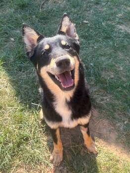 261447  Chekov -  Shepherd and Siberian Husky Dog for Adoption in Wetumpka, Alabama - 261447  Chekov | PetCurious
