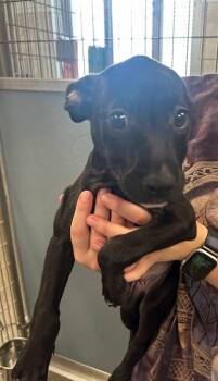 Trinity -  Mixed Breed Dog for Adoption in Munster, Indiana - Trinity | PetCurious
