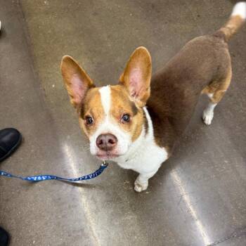 Coco -  Corgi Dog for Adoption in Hillsborough, North Carolina - Coco | PetCurious