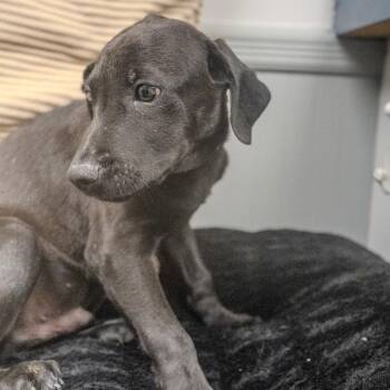 Rio -  Labrador Retriever and Mixed Breed Dog for Adoption in Pawling, New York - Rio | PetCurious