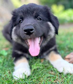 BROCCOLI -  Shepherd and Husky Dog for Adoption in Minesing, Ontario - BROCCOLI | PetCurious