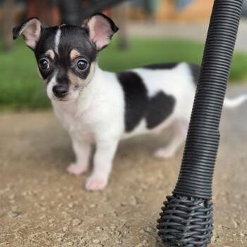 Acorn -  Chihuahua Dog for Adoption in Gainesville, Texas - Acorn | PetCurious