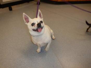 Chihuahua Dogs Available for Adoption in San Jose, California - LILLY | PetCurious