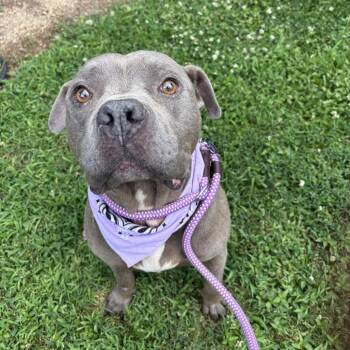 American Staffordshire Terrier Dogs Available for Adoption in Greenville, South Carolina - Tugboat | PetCurious