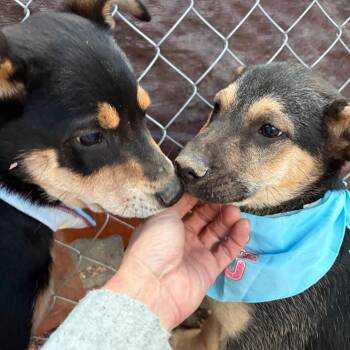 Hound Dogs Available for Adoption - Soy | PetCurious