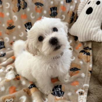 Casper -  Poodle and Coton De Tulear Dog for Adoption in Las Vegas, Nevada - Casper | PetCurious