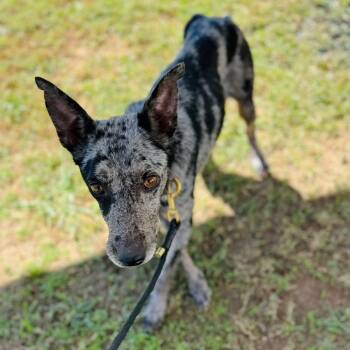 Rescue Australian Shepherd Dogs for Adoption in Brownsboro, Alabama - Natasha | PetCurious