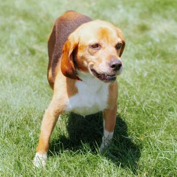 Bagel -  Beagle Dog for Adoption in Northbrook, Illinois - Bagel | PetCurious