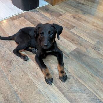 Jack -  Mixed Breed Dog for Adoption in Pineville, Missouri - Jack | PetCurious