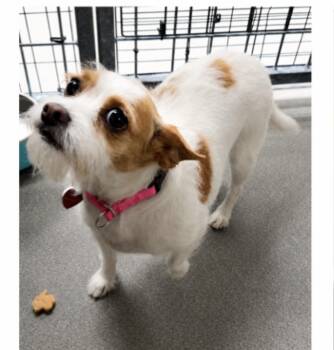 Cavalier King Charles Spaniel and Chihuahua Dogs Available for Adoption in Copiague, New York - Carrot | PetCurious