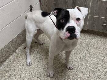 DEREK -  American Bulldog and Mixed Breed Dog for Adoption in Colorado Springs, Colorado - DEREK | PetCurious