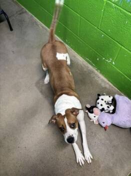 American Staffordshire Terrier and Mixed Breed Dogs Available for Adoption in Paducah, Kentucky - Rosa | PetCurious
