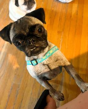 Bash -  Pug Dog for Adoption in Pelham, Massachusetts - Bash | PetCurious